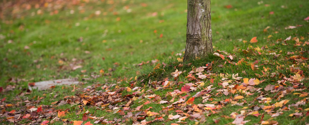 Tratamientos fitosanitarios preventivos contra las plagas de otoño