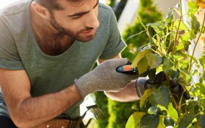 Beneficios de implementar xerojardinería en tu hogar