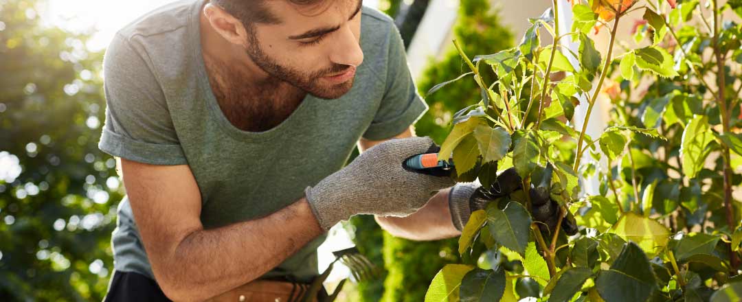 Beneficios de implementar xerojardinería en tu hogar
