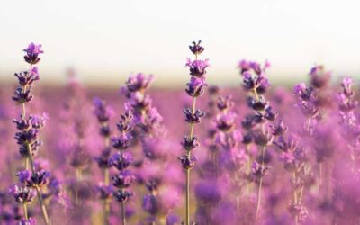 Plantas repelentes de plagas: protege tu jardín de forma natural